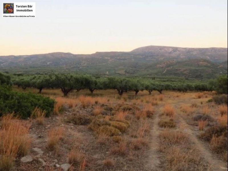 Lithines Kreta Ausgezeichneter Olivenhain in Lithines zu verkaufen Grundstück kaufen